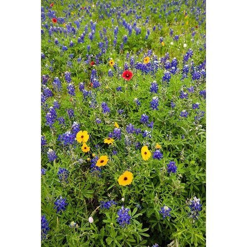 Wildflowers including Texas Bluebonnets (Lupinus texensis) and Slender Greenthread